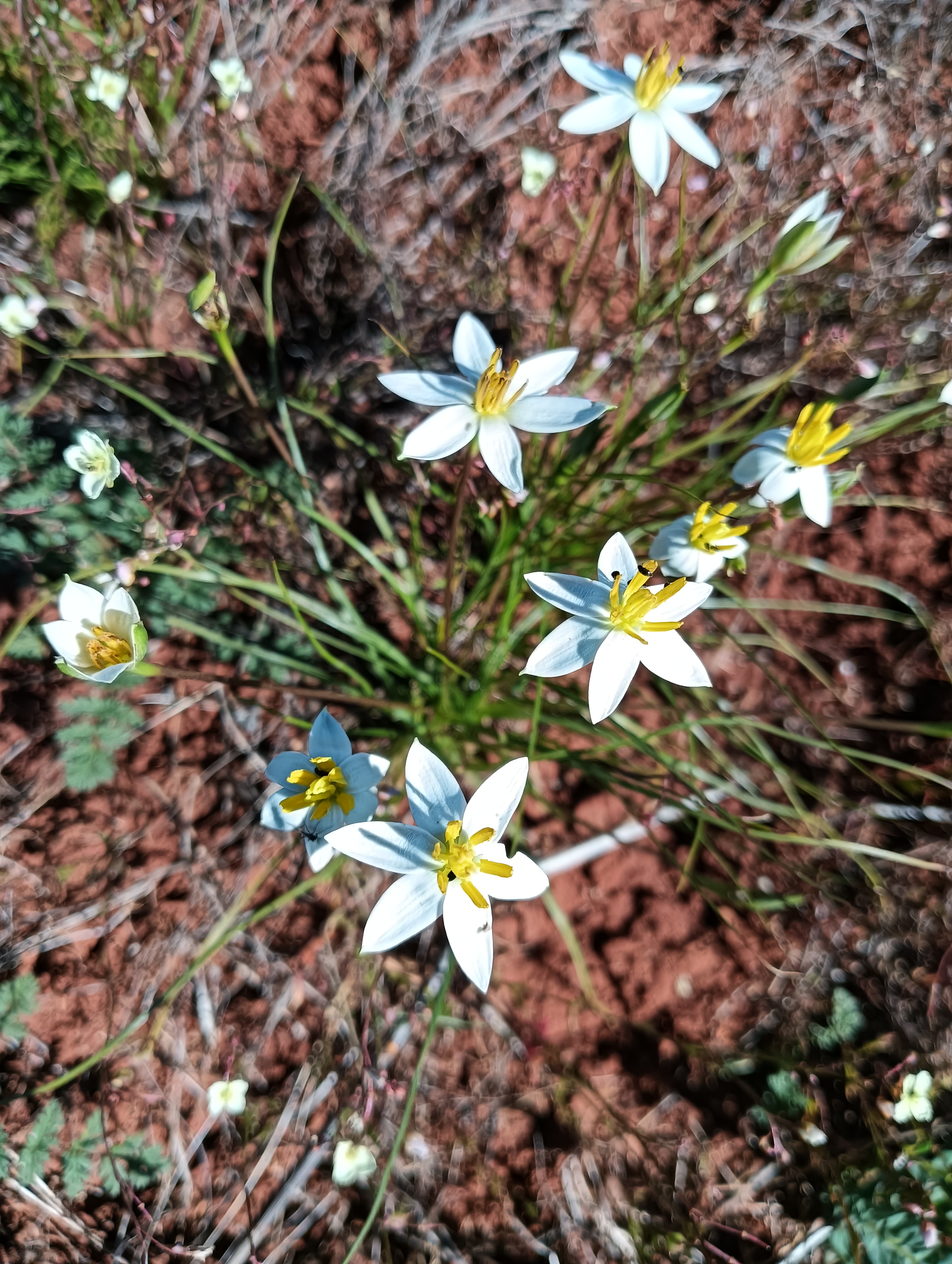 Wildflowers